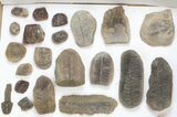Lot: Mazon Creek Fossil Ferns - Pieces #140730-2